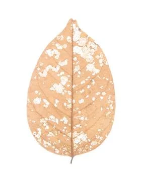 Dry leaf isolated on white Stock Photos