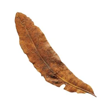 Dry leaf  isolated on white Фото