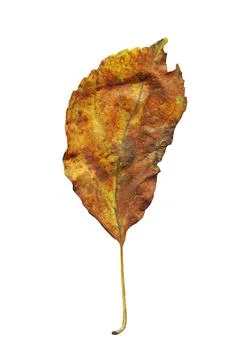 Dry leaf  isolated on white 写真素材