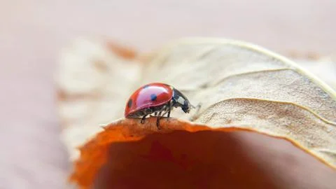 On a dry leaf ladybug goes forward Stock Photos