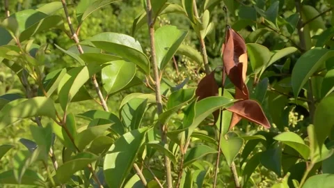 Dry leaf with leaves around 스톡 동영상 130328113