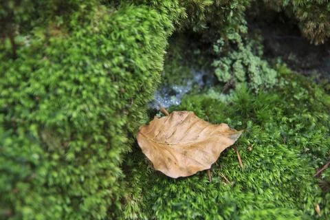 Dry Leaf on Lichen Stockfoto's