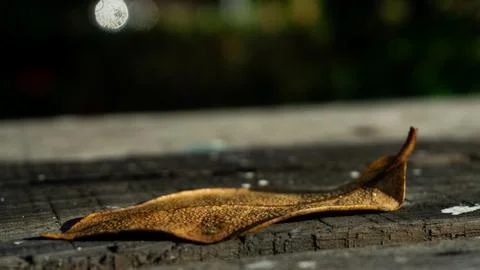 A dry leaf lies on a table made of wood. Textured old wood. suitable as a b.. Stock Photos