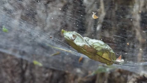 Dry leaf lies on web and sways from slight wind. Stock Footage 280379294