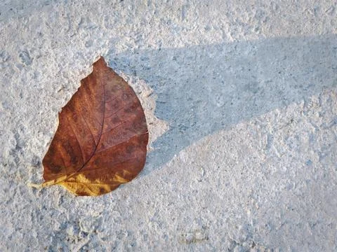 Dry Leaf with Light Shadow on Concrete Floor Stock Photos
