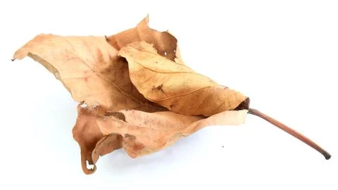 Dry leaf lip isolated Stock Photos