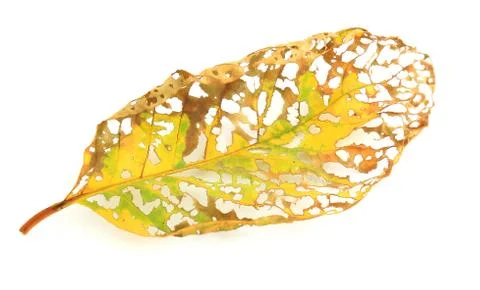 Dry leaf lip isolated Foto stock