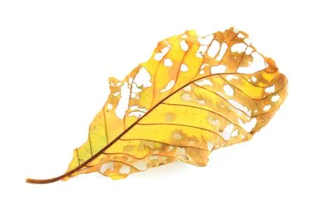 Dry leaf lip isolated Stock Photos