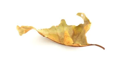 Dry leaf lip isolated Stock Photos