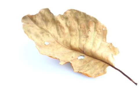 Dry leaf lip isolated Stock Photos