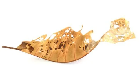 Dry leaf lip isolated Stock Photos