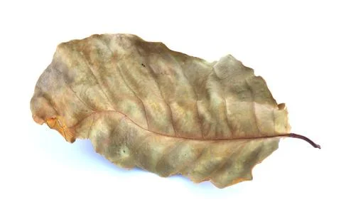Dry leaf lip isolated Stock Photos