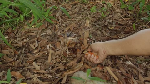 Dry leaf litter burned by someone's hand, fire with smoke billowing in trop.. Video stock 318628800