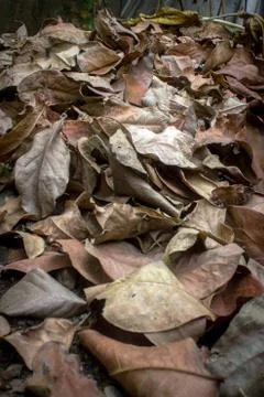 Dry leaf litter Stock Photos
