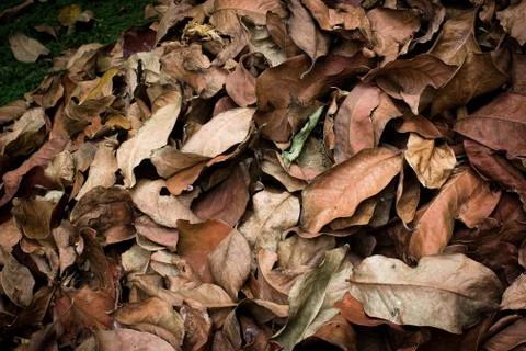 Dry leaf litter Stock Photos