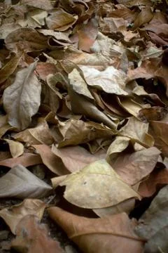 Dry leaf litter Stock Photos