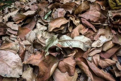 Dry leaf litter Stock Photos