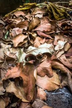 Dry leaf litter Stock Photos