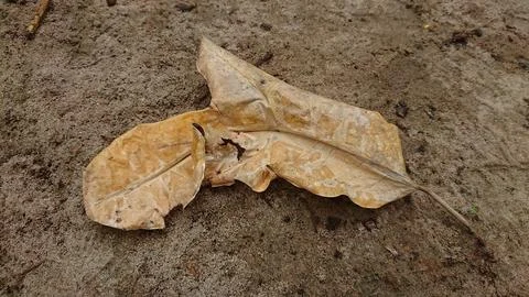 Dry leaf lying on dirt ground close up Stock Photos