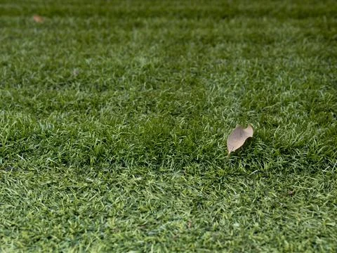 Dry leaf lying on green grass surface Stock Photos