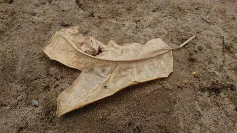 Dry leaf lying on sandy ground close up Stock Photos
