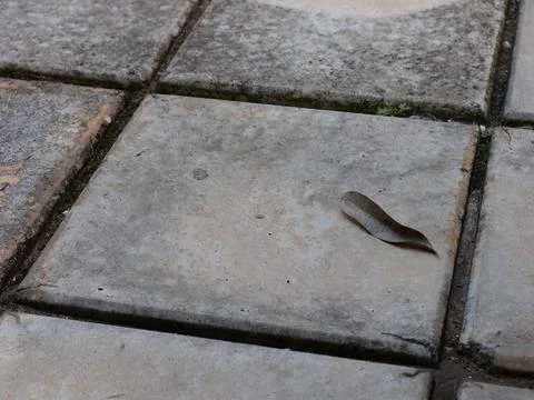 Dry leaf lying on tiled pavement surface Foto stock