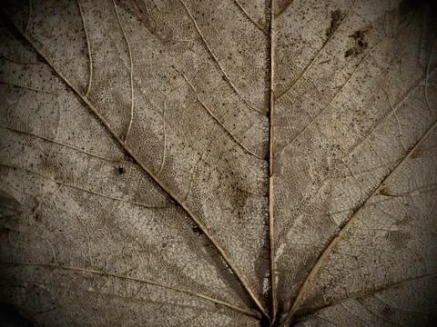 Dry leaf macro background Stock Photos