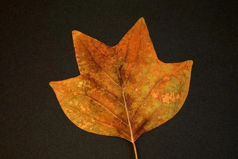 Dry leaf of maple from herbarium. Practical Botany. Stock Photos