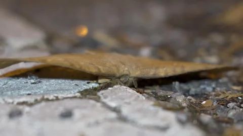 Dry leaf moth (Sphingognatha asclepiades), family Eupterotidae, mimicking Stock Footage 281932010