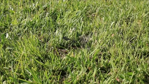 Dry leaf moving in a green Stock-Footage 78633471