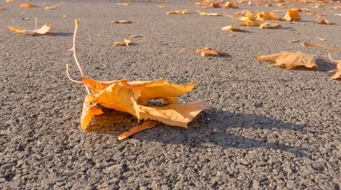 Dry leaf moving in windy weather 4K UHD Stock Footage 56742401