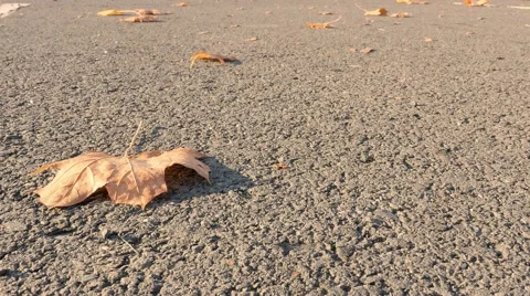 Dry leaf moving in windy weather 4K UHD Stock Footage 56743454