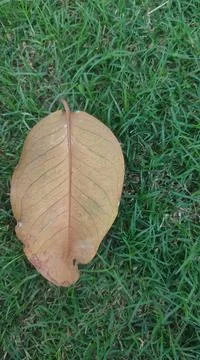 Dry leaf in mulch Stock Photos