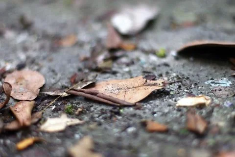 Dry leaf at my backyard Stock Photos
