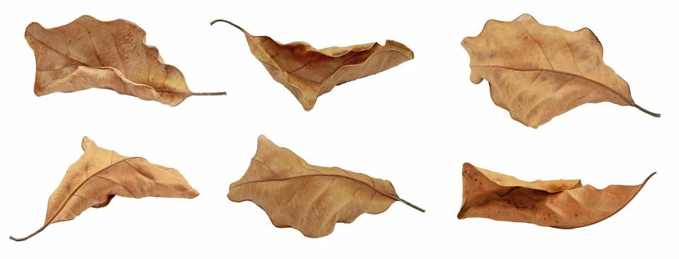 Dry leaf or dead leaf isolated on white background Stock Photos