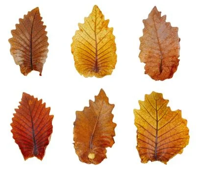 Dry leaf or dead leaf isolated on white background Stock Photos