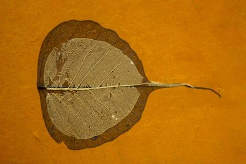 Dry leaf on orange paper surface. recycled paper Stock Photos