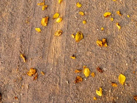 Dry leaf pattern detail on the ground. Stock Photos