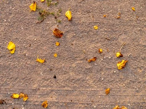 Dry leaf pattern detail on the ground. Stock Photos