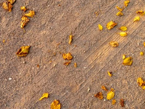 Dry leaf pattern detail on the ground. Stock Photos