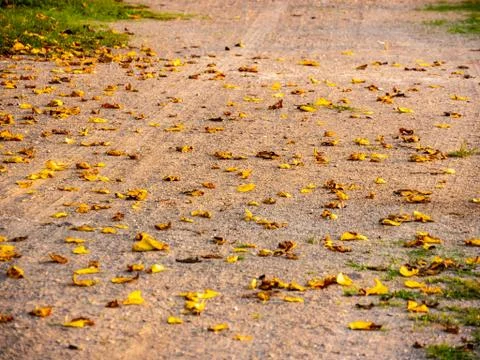 Dry leaf pattern detail on the road. Stock Photos
