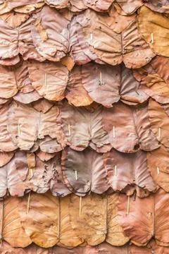 Dry leaf pattern Foto stock