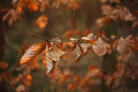 Dry leaf Stock Photos
