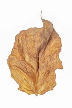 Dry leaf. Stock Photos