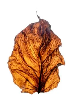 Dry leaf. Stock Photos