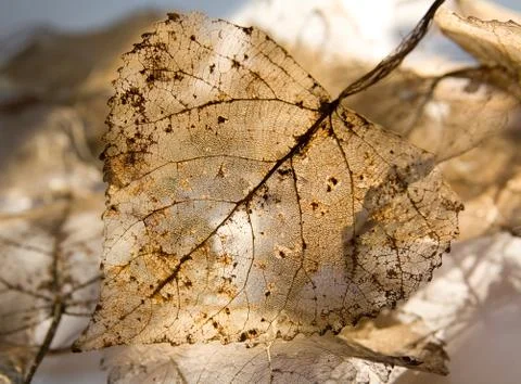 Dry leaf Stock Photos