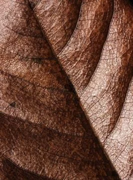 Dry leaf Stock Photos