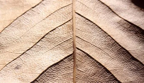 Dry leaf 写真素材