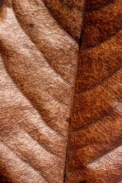 Dry leaf Stock Photos