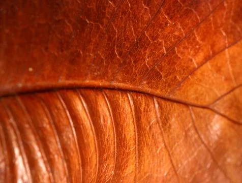 Dry leaf Stock Photos